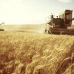 Wheat, grain we sell FCA