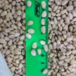 Pine nut kernels - for export from Russia