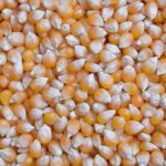 Corn, grain we sell FCA