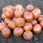 Dry onions from Uzbekistan