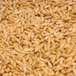 Barley, grain we sell FCA