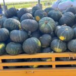Variety of pumpkin crops Dehydrated vegetables