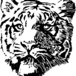 Tiger 066