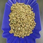 Robusta Coffee Bean - Muara Bungo, Jambi